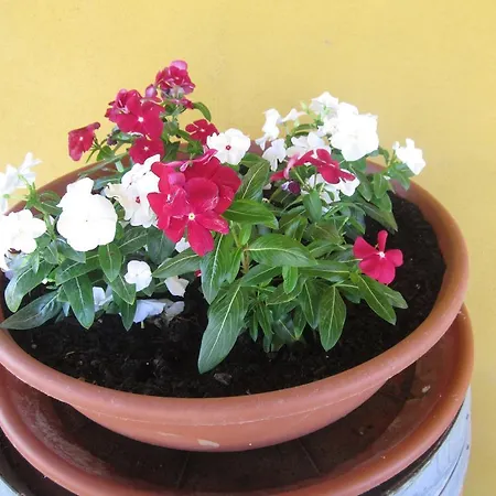 La Carlina Farm stay *