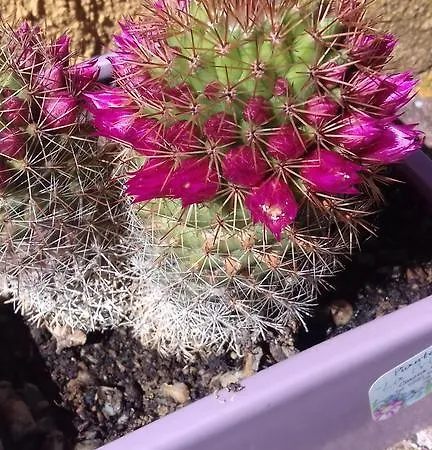 La Carlina Farma *